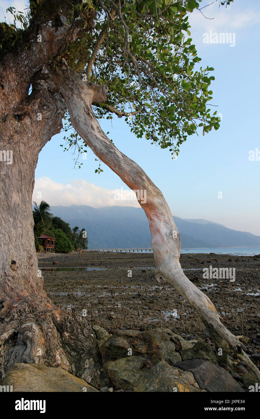 La isla de Tioman manglar Malasia Foto de stock