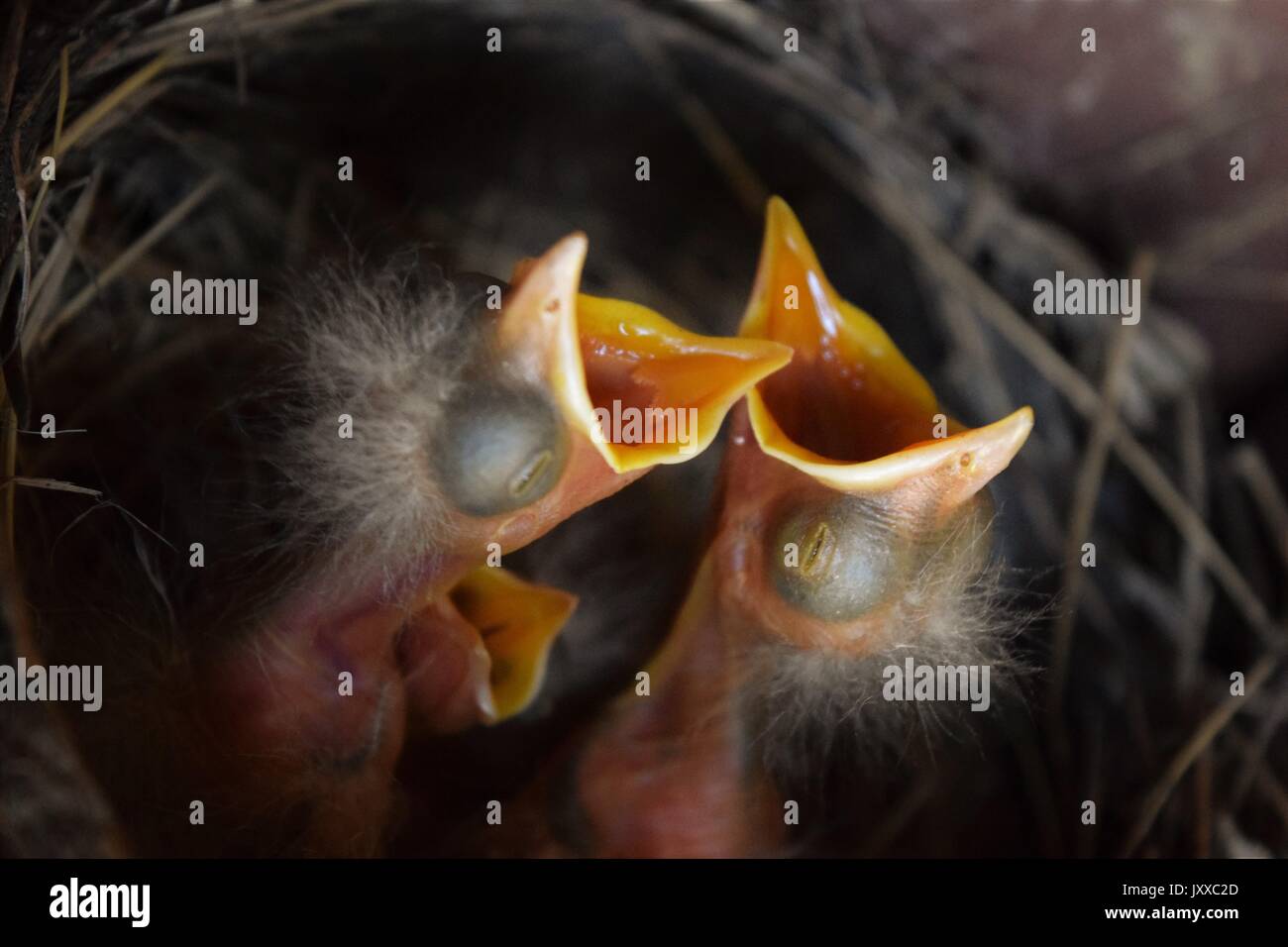 Bebé hambriento aves Foto de stock