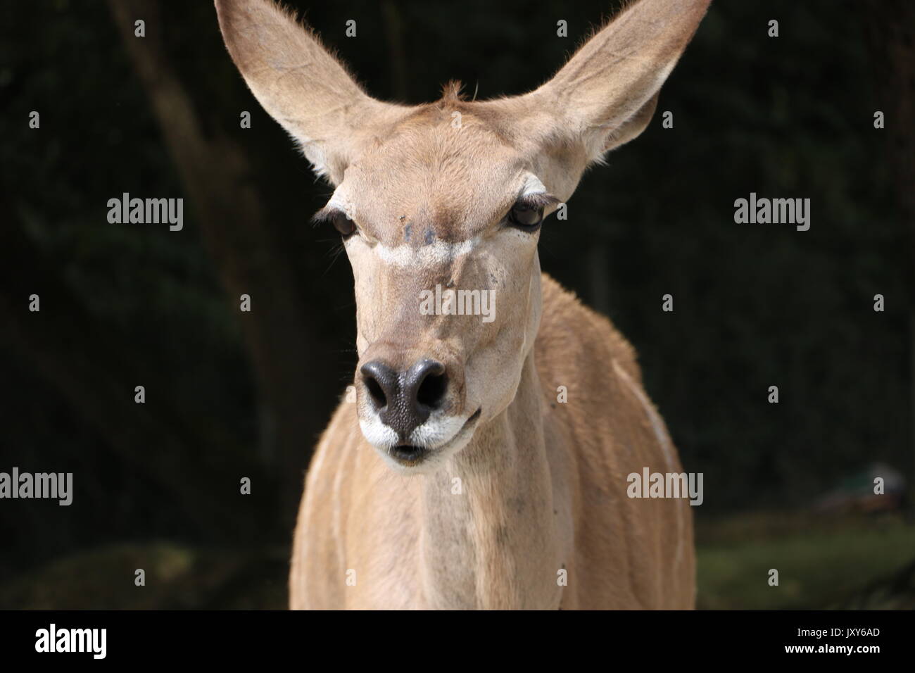 Biche Fotografia De Stock Alamy