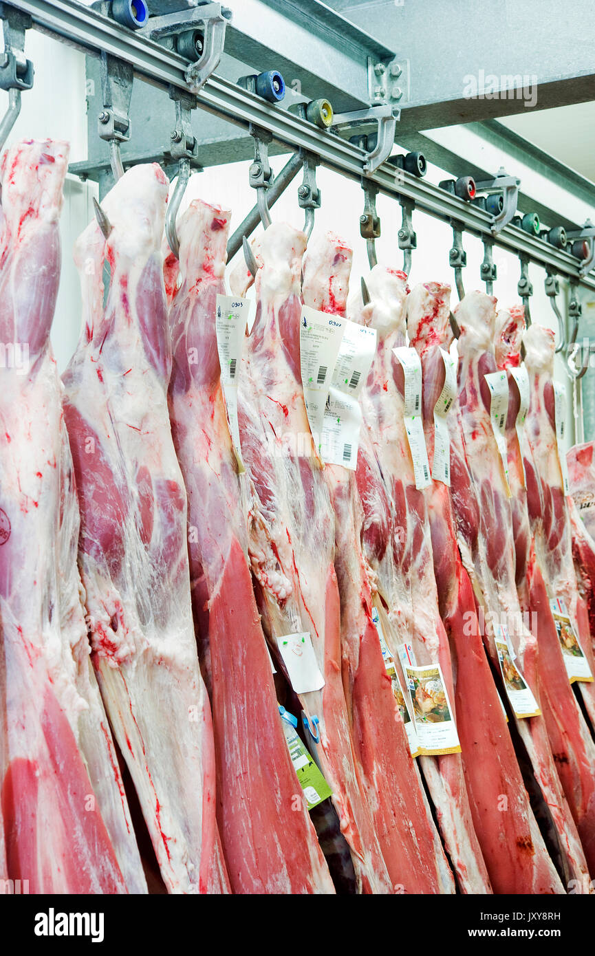 Canales de terneros en la cámara frigorífica de una carnicería Fotografía  de stock - Alamy