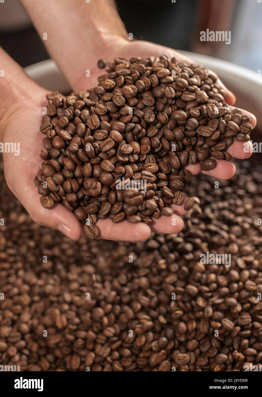 Dos manos sosteniendo café tostado en grano. Foto de stock