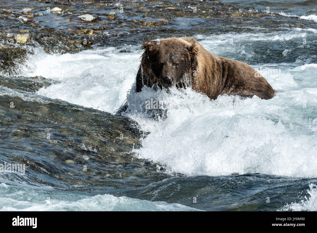 Un adulto grande Grizzly Bear peces para chum salmón en la parte