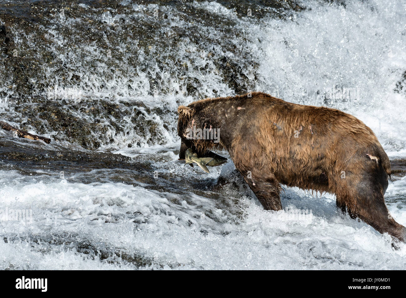 Un adulto grande Grizzly Bear capturas de salmón Chum en la parte