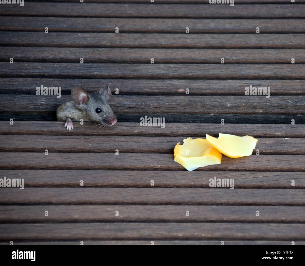 Un hambriento y curiosa casa ratón con trozos de queso, Mus musculus Foto de stock