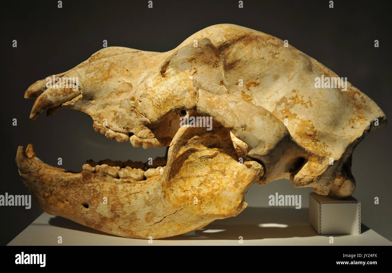 El cráneo de un oso prehistórico en Bilabao Museum Foto de stock