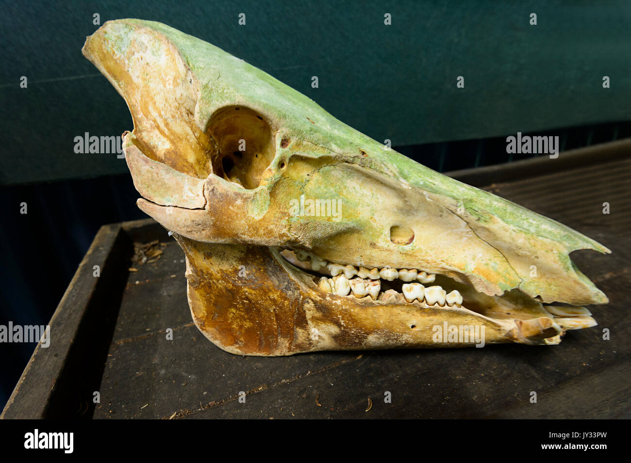 Cráneo de porcino salvaje, Daintree Discovery Center, Parque Nacional Daintree; Oz; QLD, Queensland, Australia Foto de stock