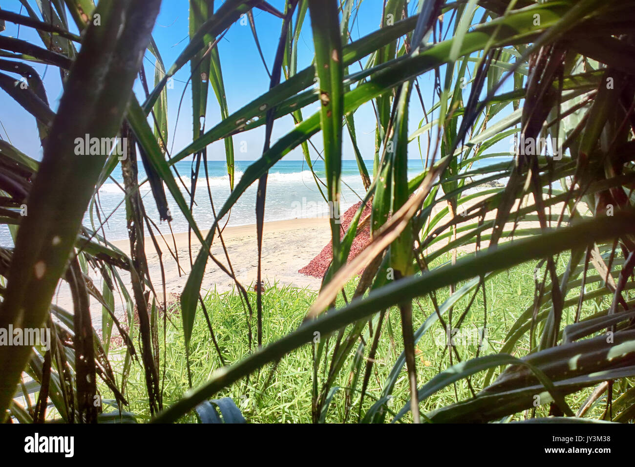 Vista desde la selva de pasto en el océano Índico. Guión de emboscada