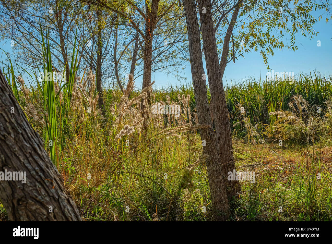 Espesos bosques y vegetación, acaba de convertir el color para el otoño