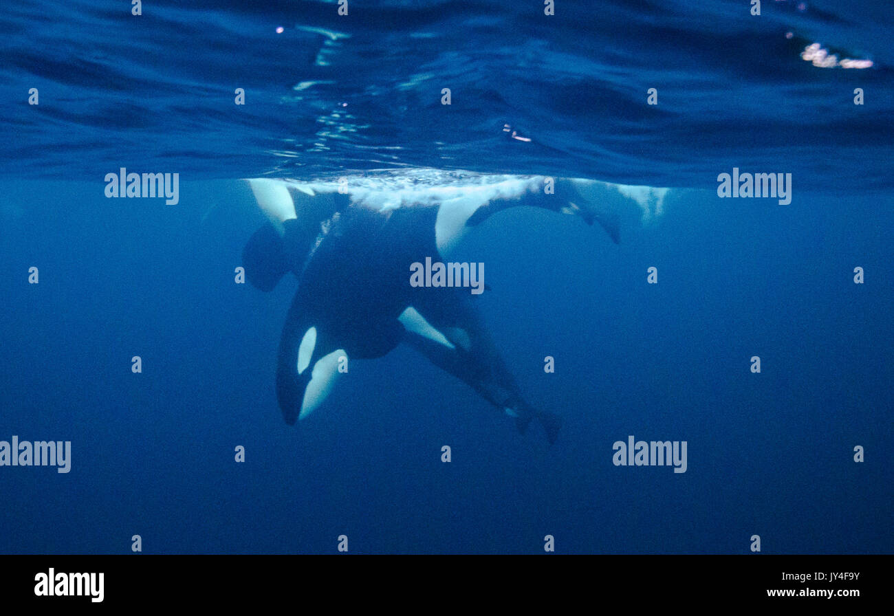 Vista submarina de un pod de orcas de buceo en la superficie, Andenes, Noruega. Foto de stock