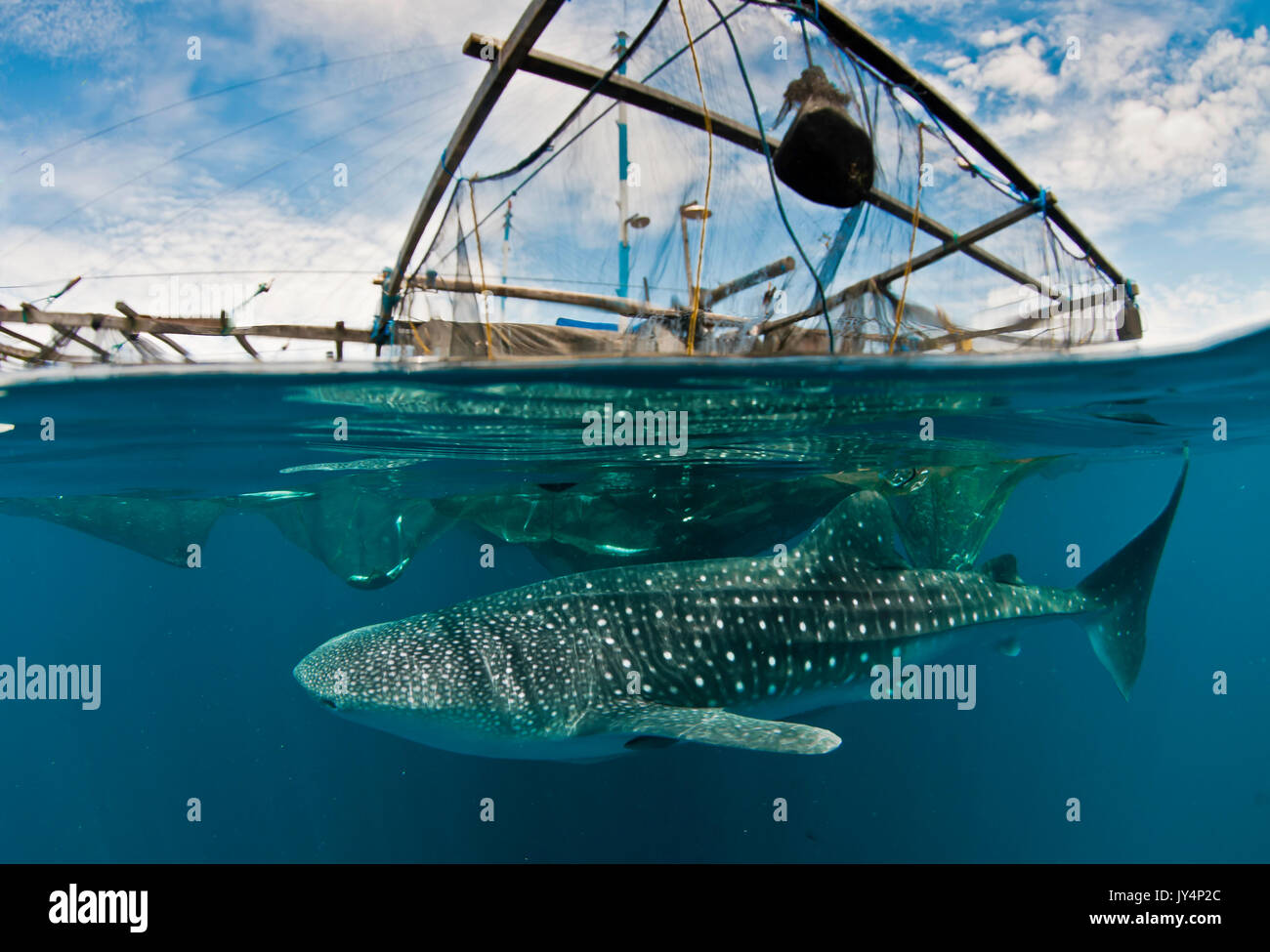 Vista dividida muestra por encima y por debajo de la línea de flotación de un tiburón ballena bajo una plataforma de pesca flotante, la bahía de Cenderawasih (Indonesia). Foto de stock