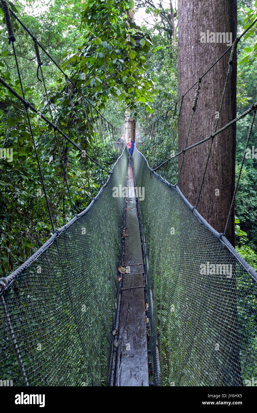 Largo pasadizo elevado a través de las copas de los árboles en el bosque tropical al Parque de Kinabalu, Sabah, Borneo, Malasia. Foto de stock