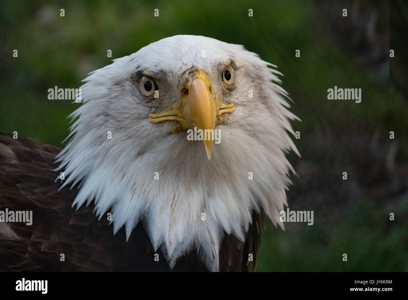 Cabeza de águila calva Closeup Foto de stock