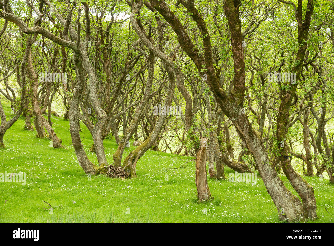 Un bosque de cuento de hadas de retorcidos árboles que crecen en la Isla de Skye Foto de stock