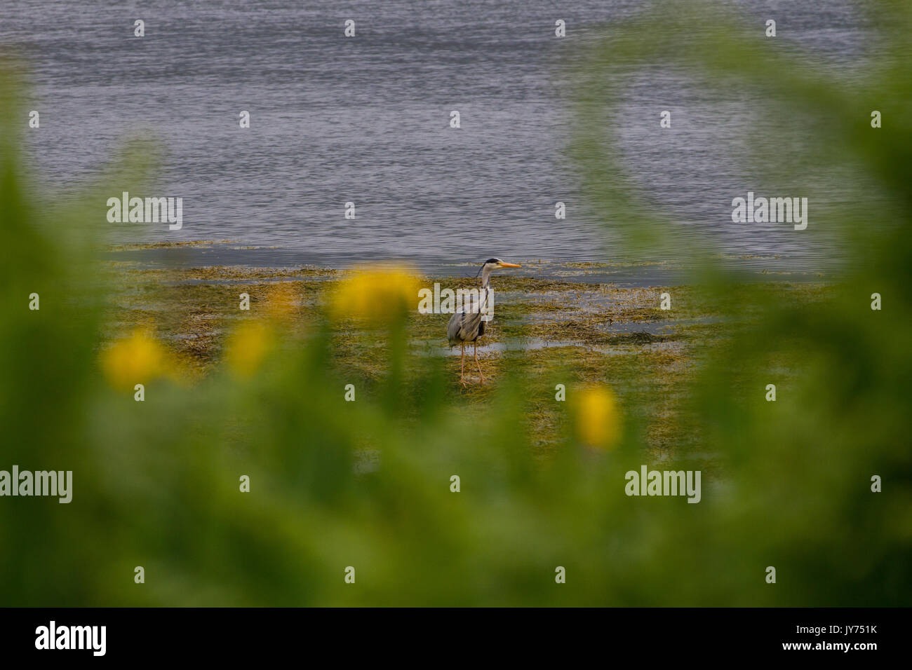 Una garza real la pesca frente a las costas de la isla de Mull, en el oeste de Escocia Foto de stock