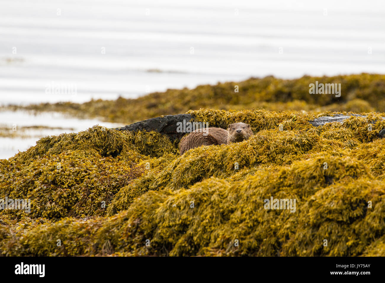 Nutria de mar relajante entre las algas marinas en la isla de Mull en el interior de las Islas Hébridas, Escocia Foto de stock