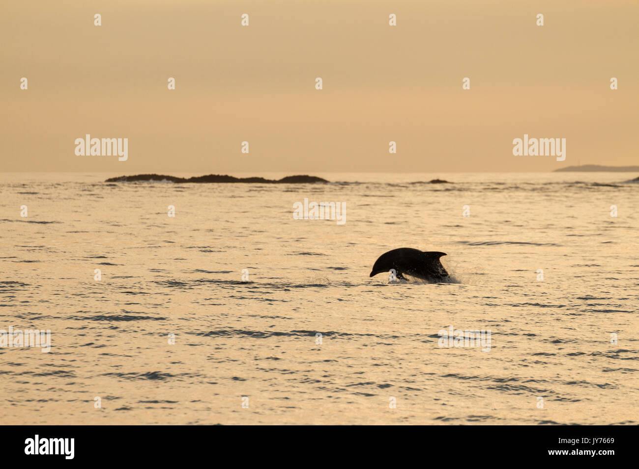 Los delfines mulares saltando fuera del surf al atardecer cerca de la isla de Staffa en la costa oeste de Escocia. Foto de stock