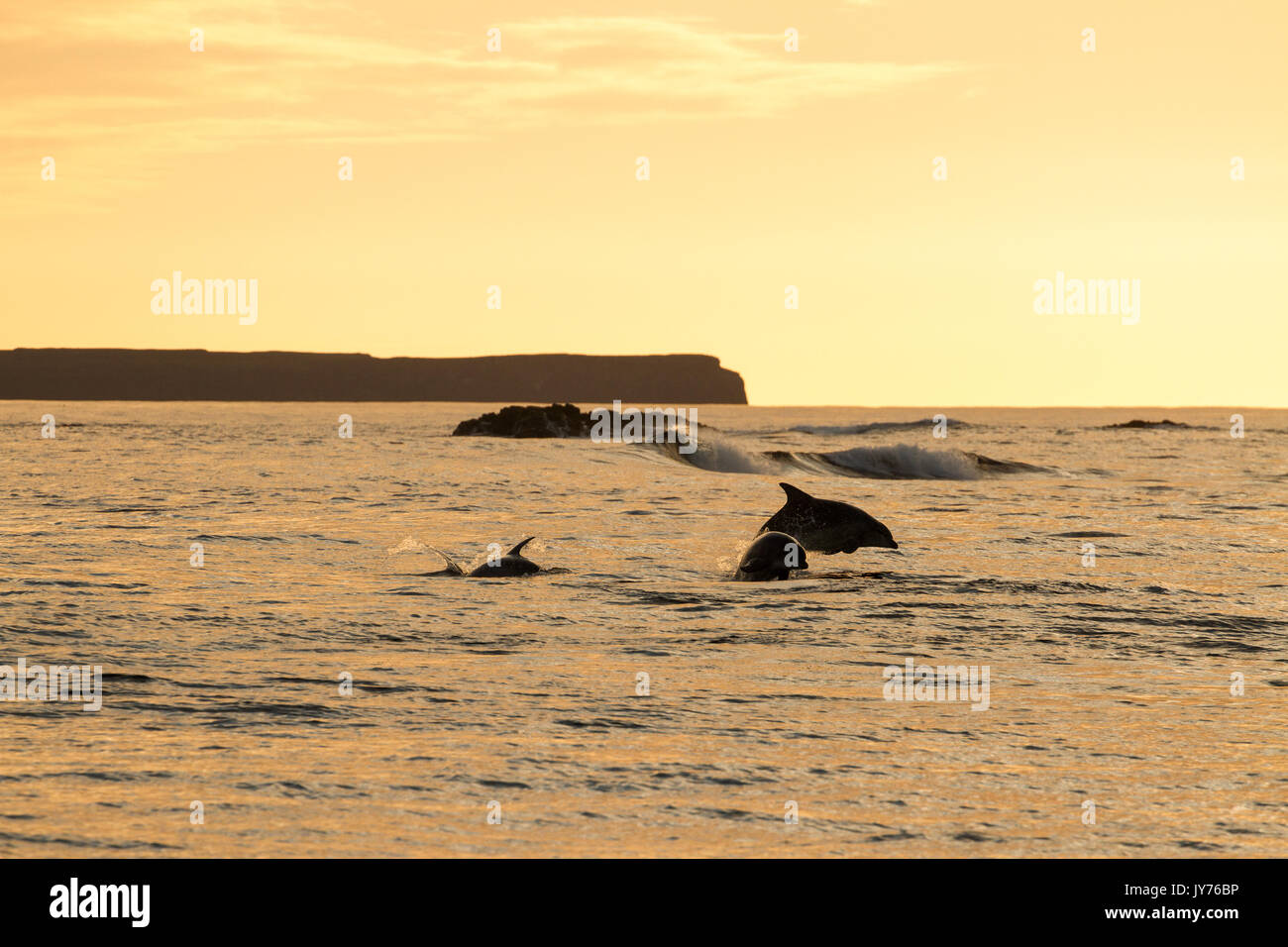 Los delfines mulares saltando fuera del surf al atardecer cerca de la isla de Staffa en la costa oeste de Escocia. Foto de stock