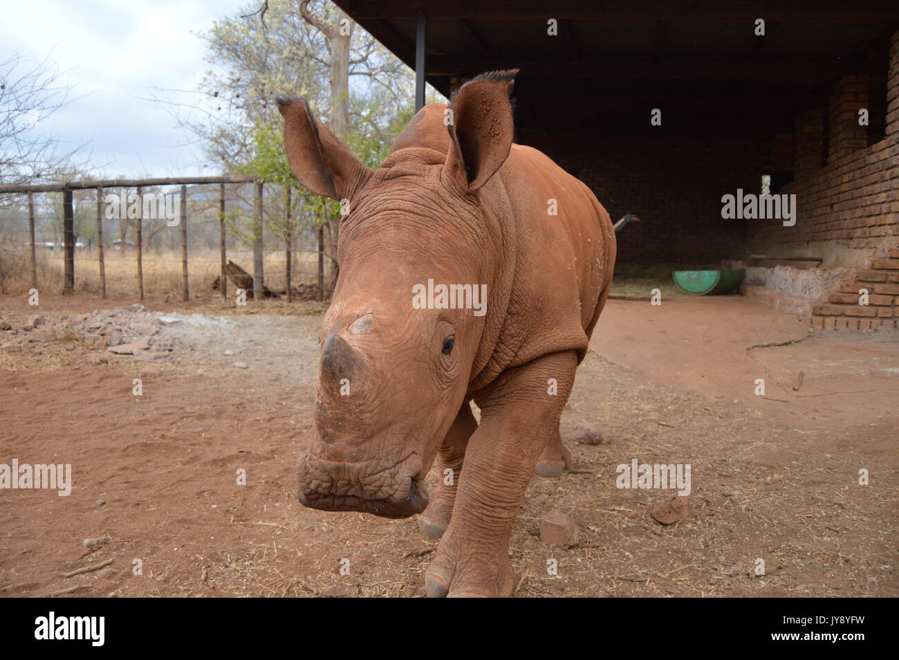 rinoceronte blanco Foto de stock