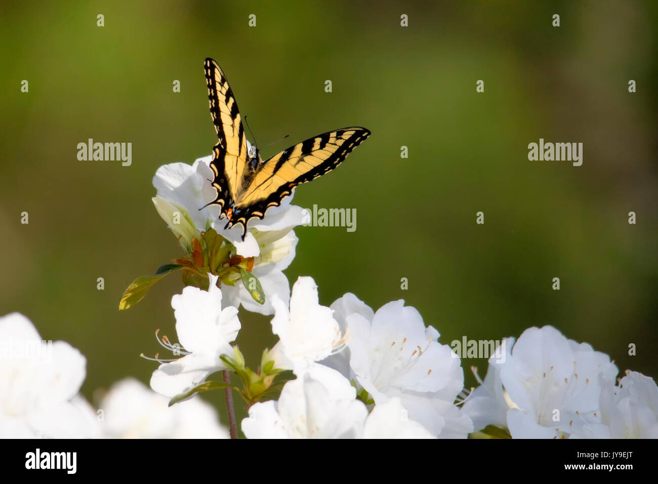 Tigre oriental especie se alimenta de mariposas blancas florecen azaleas Foto de stock