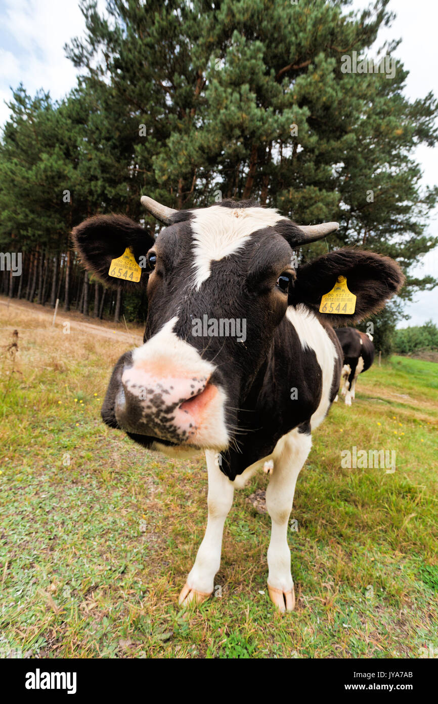 En El Pastoreo De Vacas Divertidas Fotografia De Stock Alamy