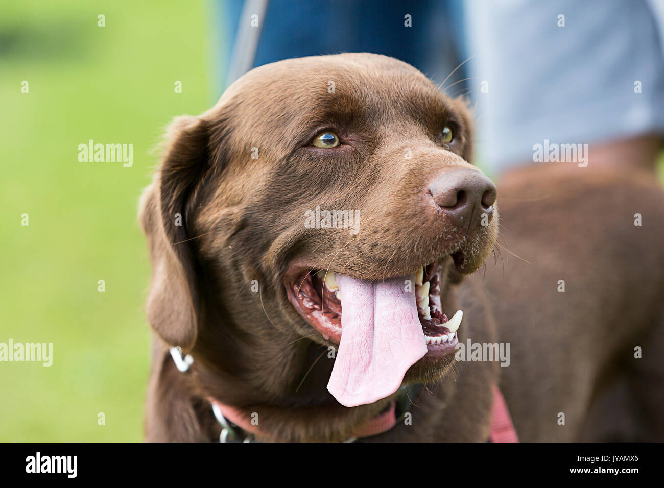 Perro Labrador marrón de pie con su lengua rosa colgando Foto de stock