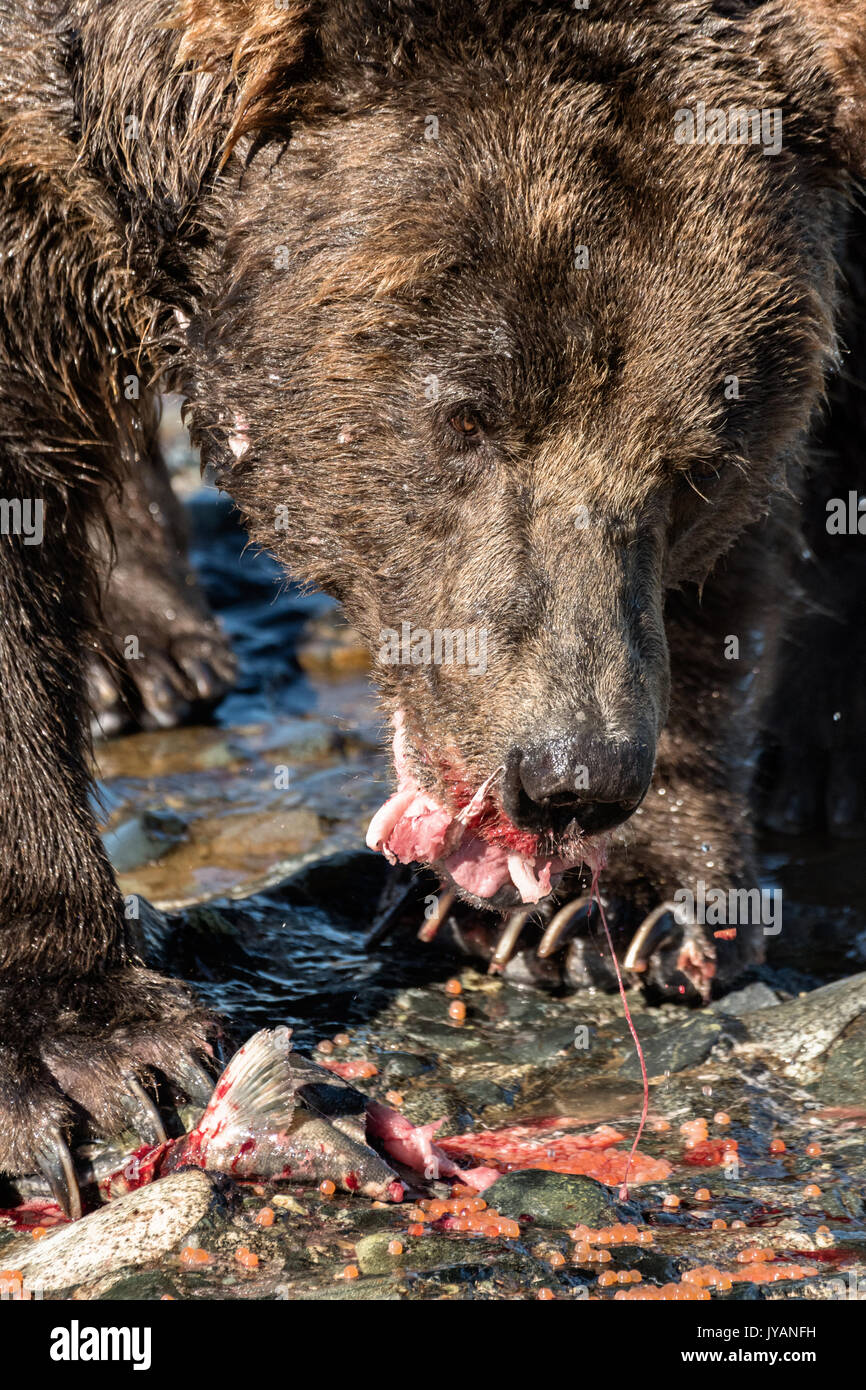 Un gran oso grizzly el jabalí destroza un chum salmón capturado en la parte  superior de McNeil River Falls en el estado de Río de McNeil juego  santuario en la Península Kenai,