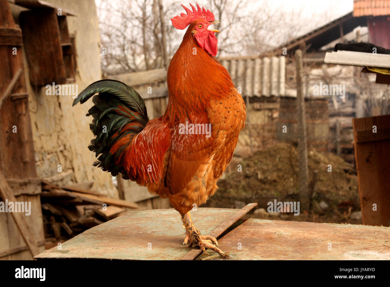 Rojo gallo cantando Foto de stock