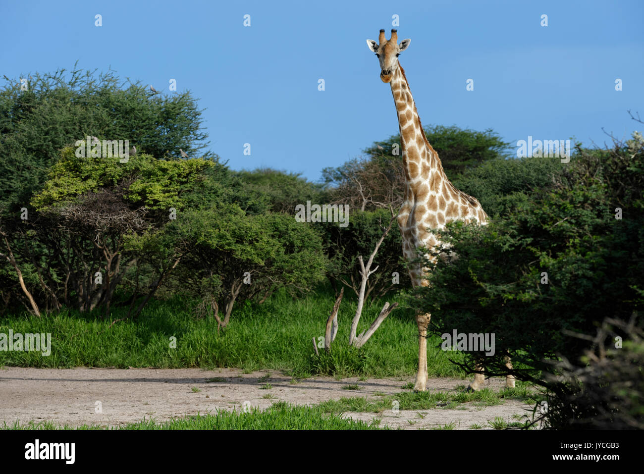 Invitado y granja de caza Wildacker: Jirafa [Giraffa camelopardalis] en el árbol de la sabana en el norte del desierto de Kalahari, Namibia Grootfontein Distrito acacias Foto de stock