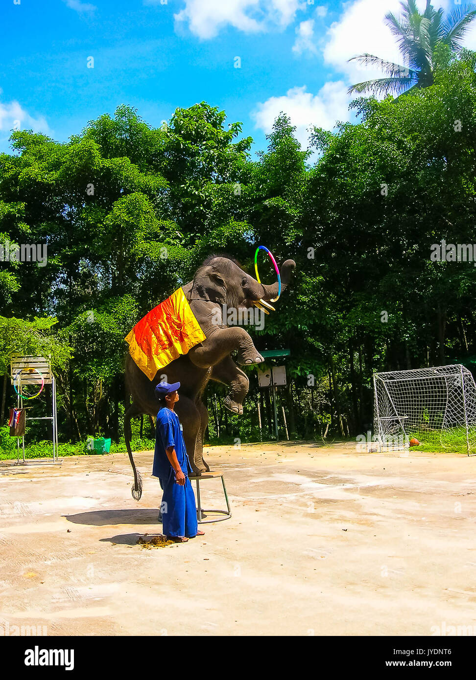 Koh Samui, Tailandia - Junio 21, 2008: El Elefante joven haciendo trucos Foto de stock