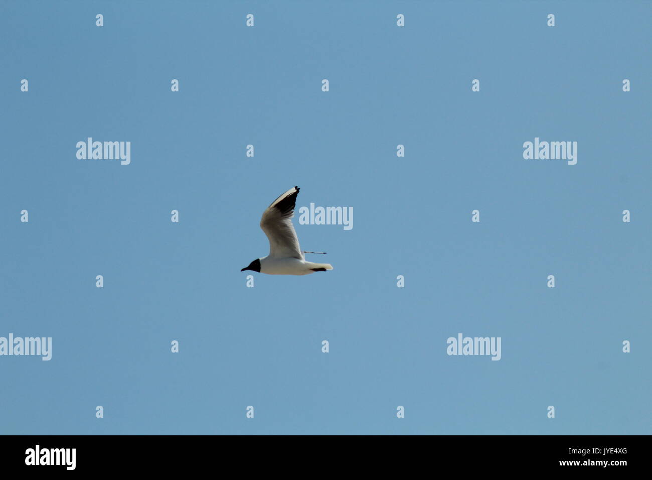 Gaviota volar por el cielo azul Foto de stock