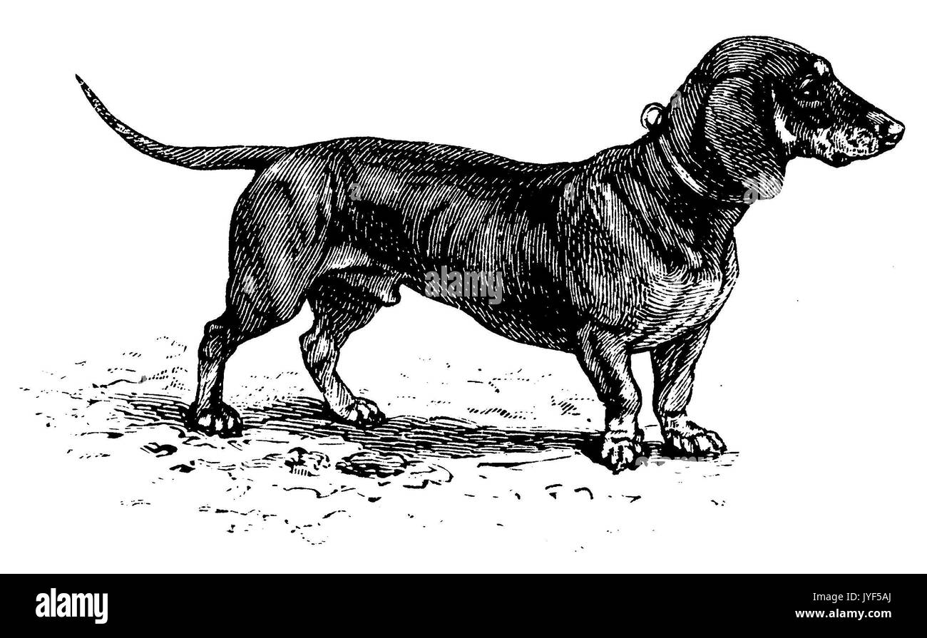 Dibujo de perro salchicha Imágenes de stock en blanco y negro - Alamy