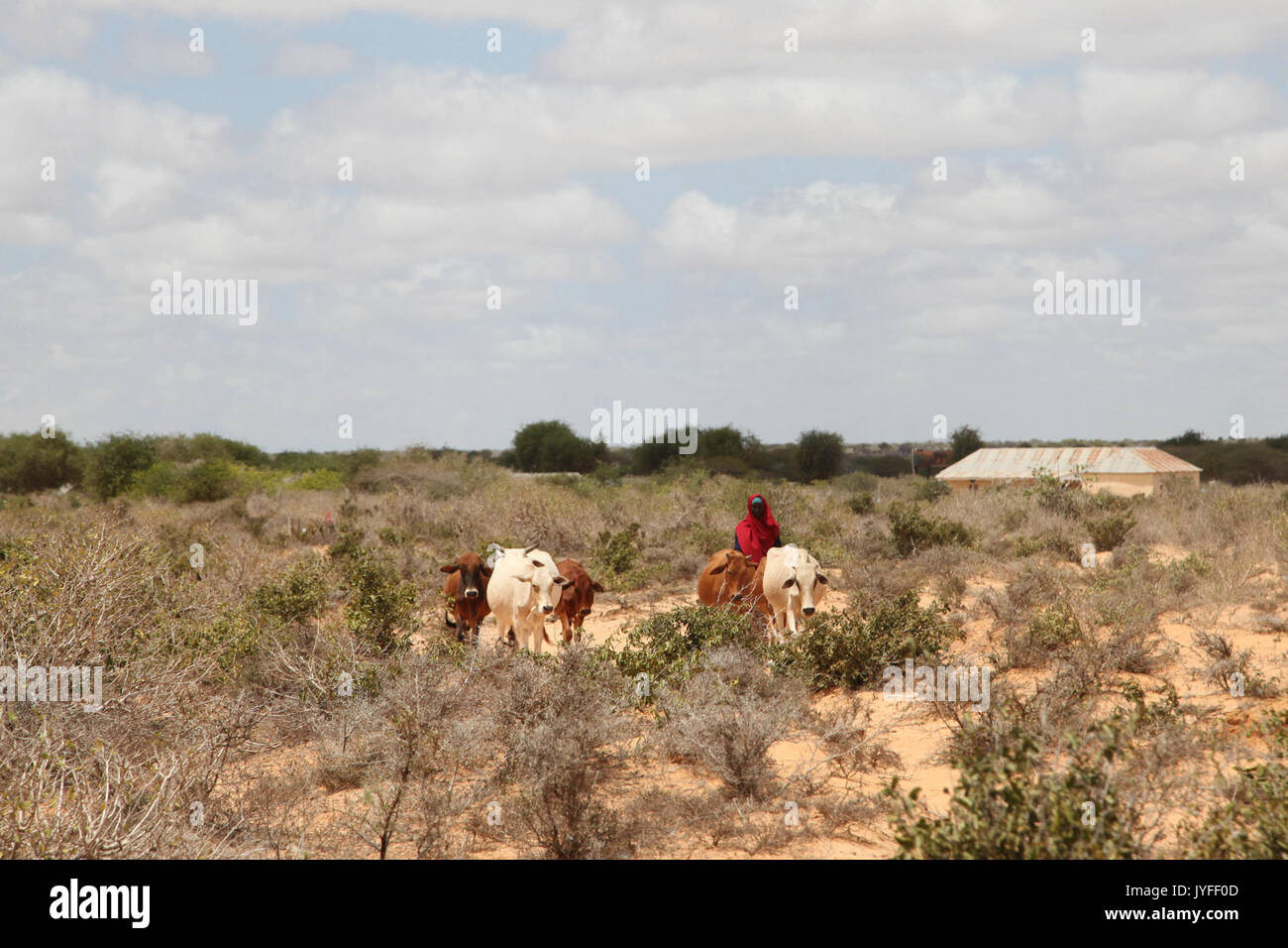 Una mujer somalí tiende sus vacas en la ciudad de Ragaele, Somalia, el 2 de octubre, dos días después de que las fuerzas burundianas pertenecientes a la Unión Africana liberó a la ciudad de Al Shabab militantes. Foto (AMISOM) 15241367328 Foto de stock