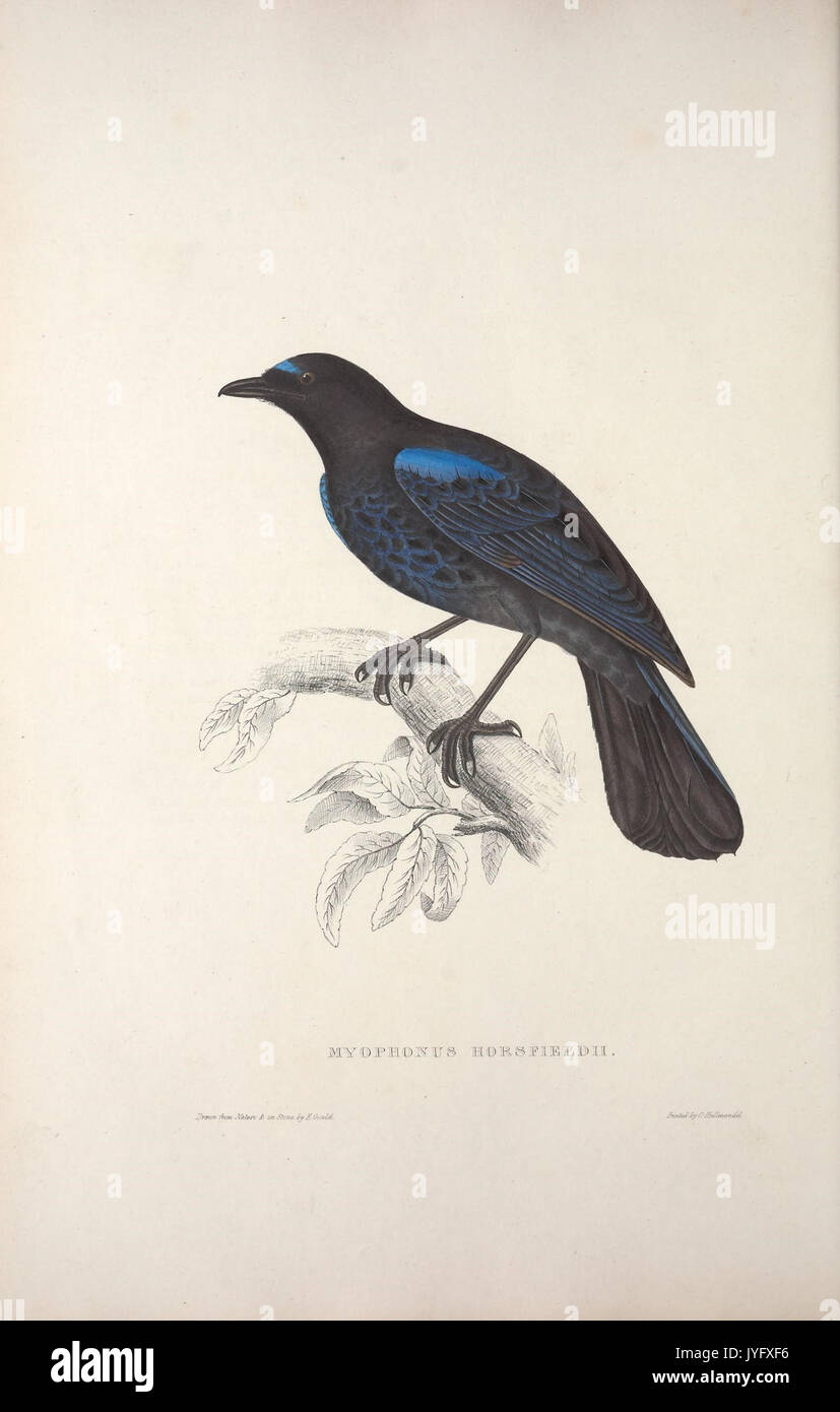 Un siglo de aves desde las montañas del Himalaya (TAB. XX) (9240007580) Foto de stock