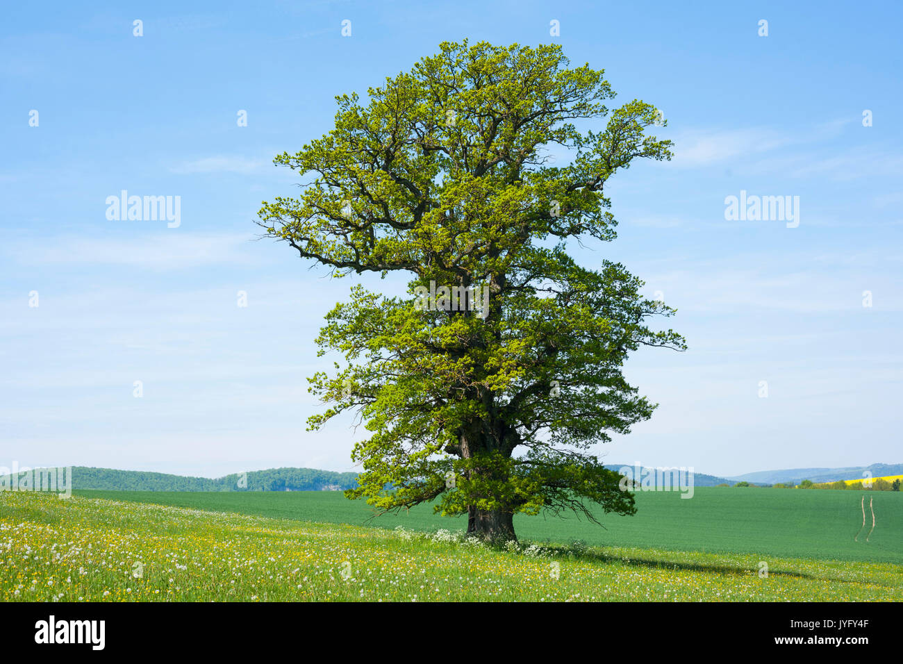 Inglés antiguo de roble (Quercus robur), árbol solitario, Turingia, Alemania Foto de stock