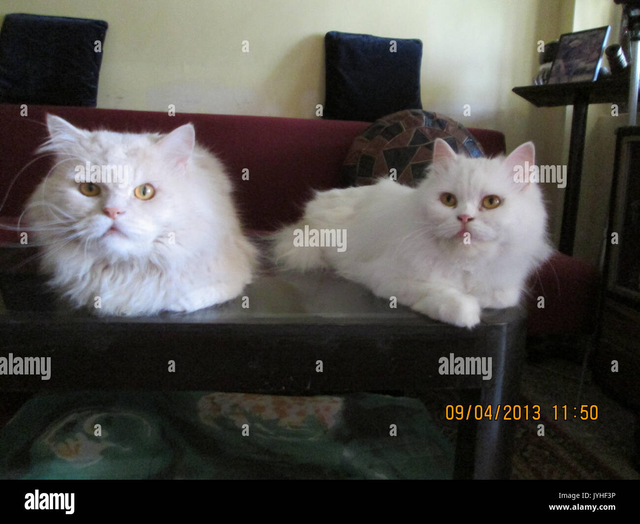 Modelos de gato fotografías e imágenes de alta resolución - Alamy
