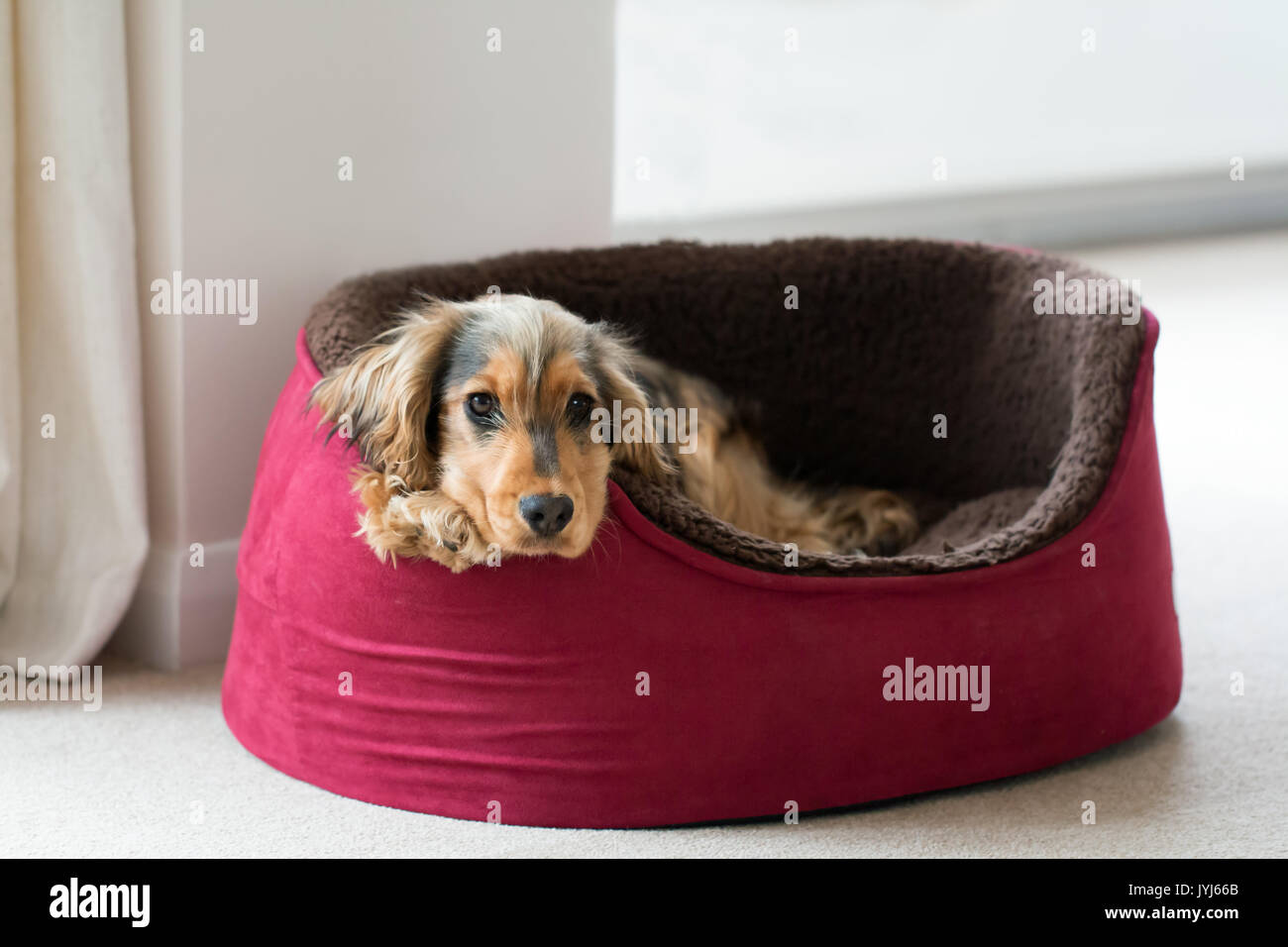 8-month-old Spanish Show Cocker Spaniel cachorro de perro, acostado en la cama con la cabeza y las patas sobre los costados. Mirando directamente a la cámara. Foto de stock