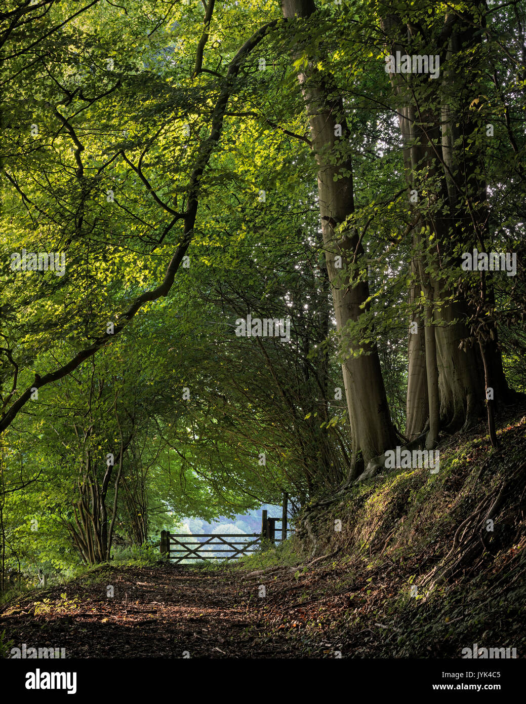 Workmans Wood, bosque de haya Cotswold en Sheepscombe Gloucestershire Foto de stock