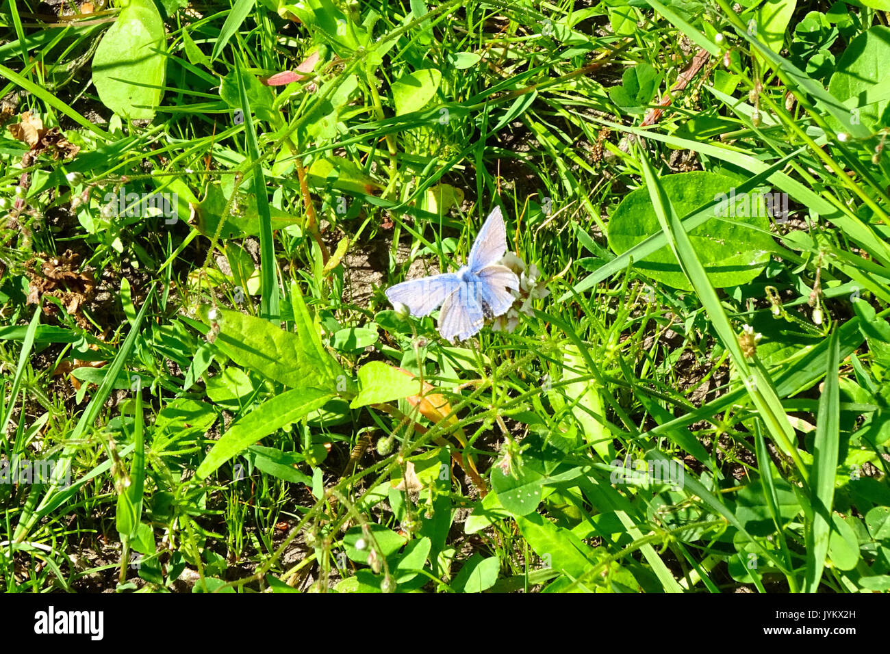 20170601 Nationaal Park de Drentsche Aa icarusblauwtje Foto de stock