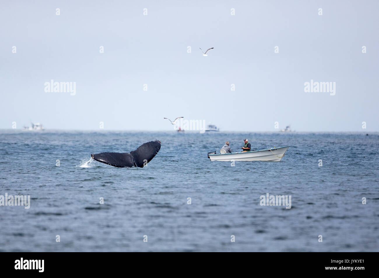 Una ballena jorobada muestra su cola cerca de dos pescador en un pequeño bote a Pacifica State Beach, California. Foto de stock