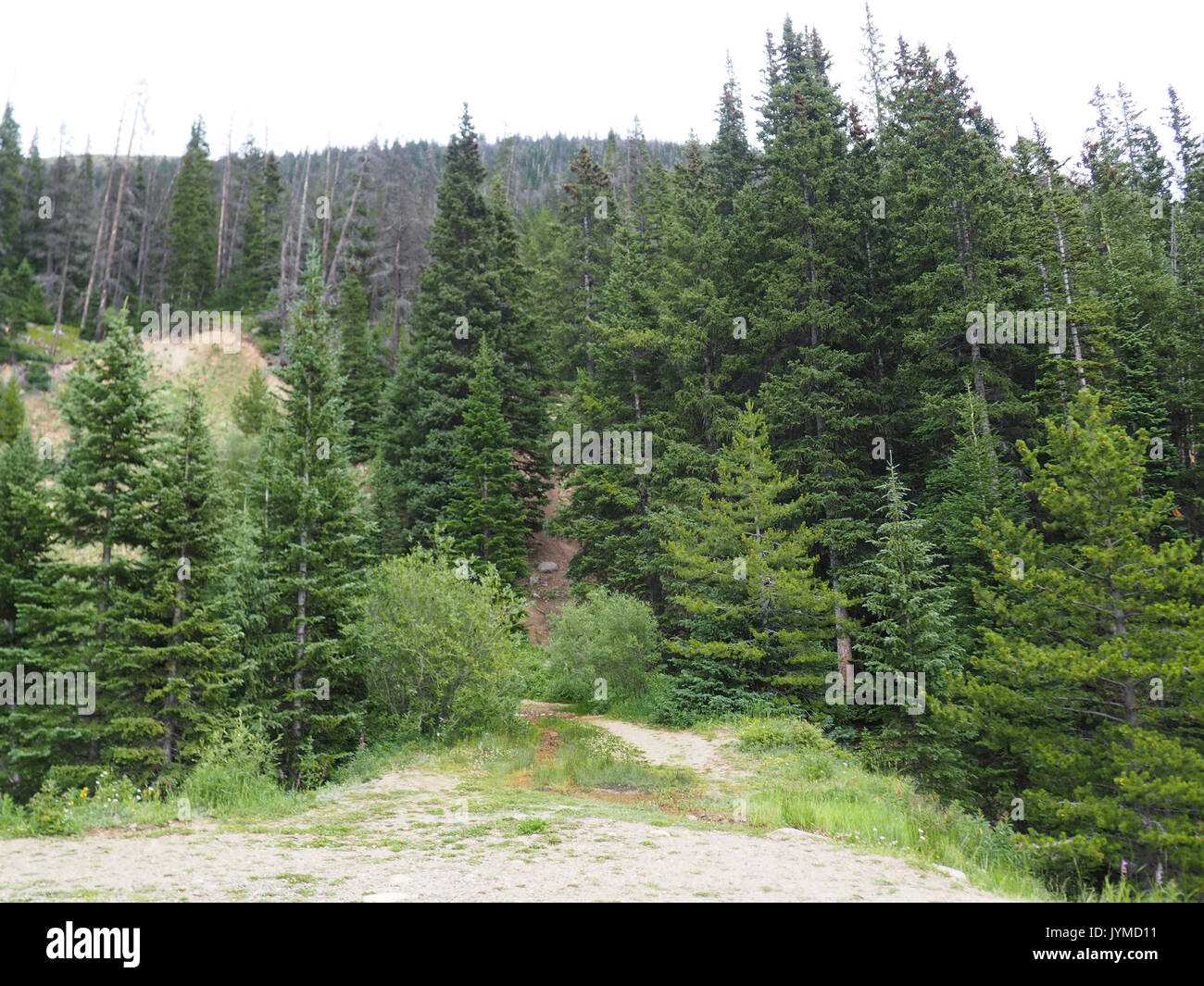Árboles de hoja perenne que crece en las montañas en Colorado Foto de stock
