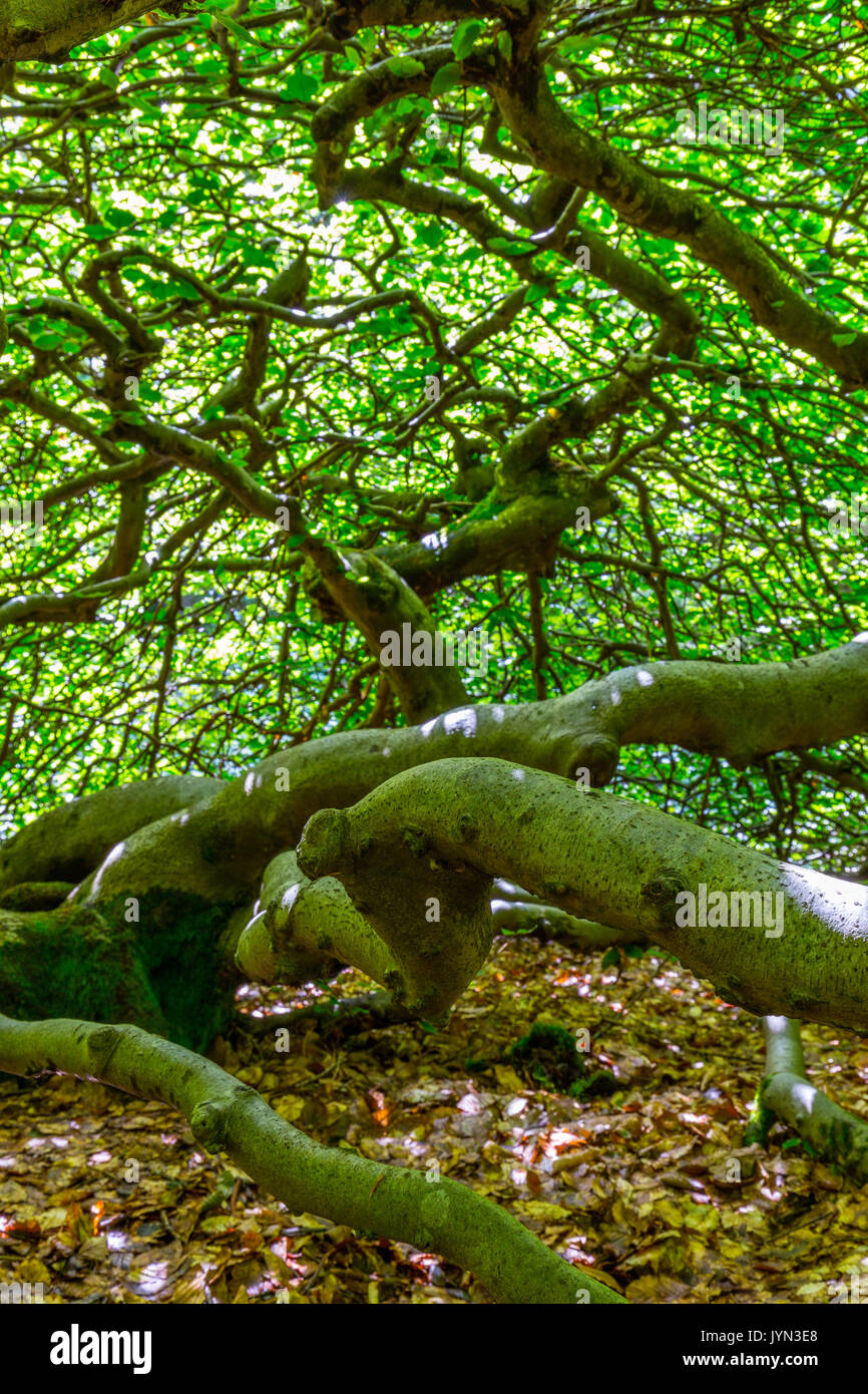 Pendulous branches fotografías e imágenes de alta resolución - Página 2 -  Alamy