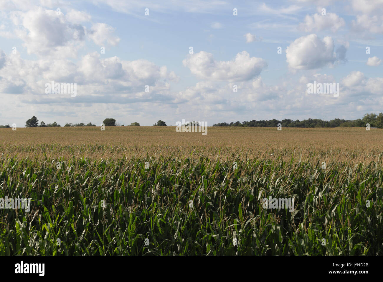 Hermoso día con abultadas nubes blancas sobre un campo de maíz. Foto de stock