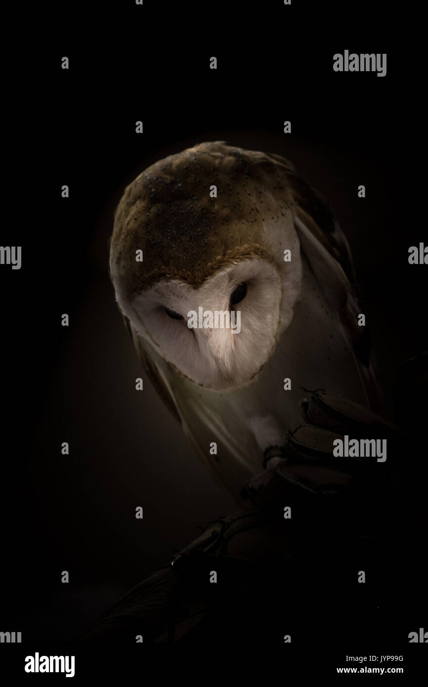 Misterioso, sabio, depredador nocturno, hombre lechuza, mirando