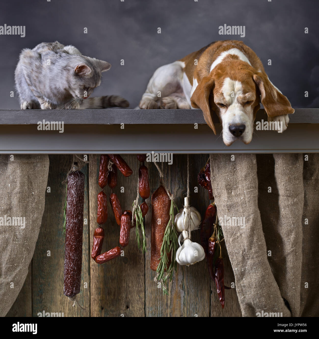 Beagle y gatito mirando salchicha ahumada Fotografía de stock - Alamy