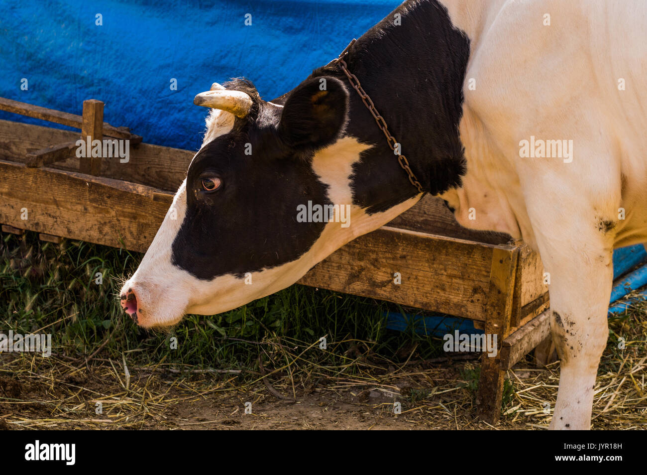 Muestra Buscar Tanga estrecha Productos lácteos de vaca manchada de blanco y negro en el municipio. Vaca  olfateando el suelo Fotografía de stock - Alamy