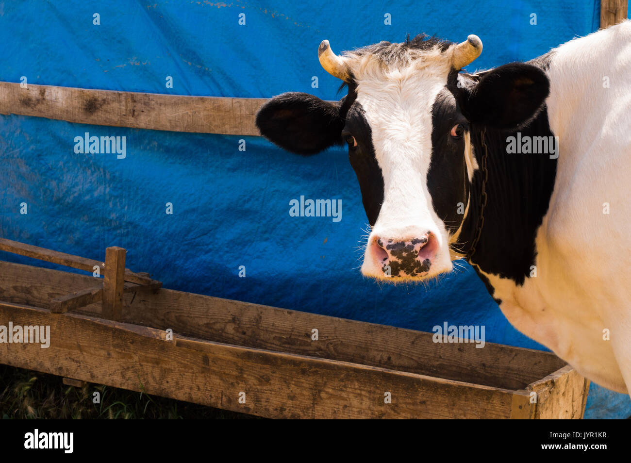 forma Madison Turbulencia Productos lácteos de vaca manchada de blanco y negro en el municipio.  Retrato de una vaca Fotografía de stock - Alamy