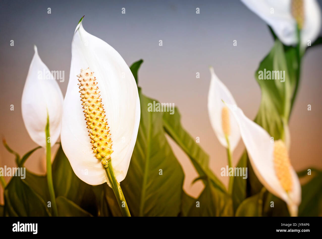 Hermosas flores blancas y hojas verdes flor tropical Spathiphyllum sobre un fondo claro. Foto de stock