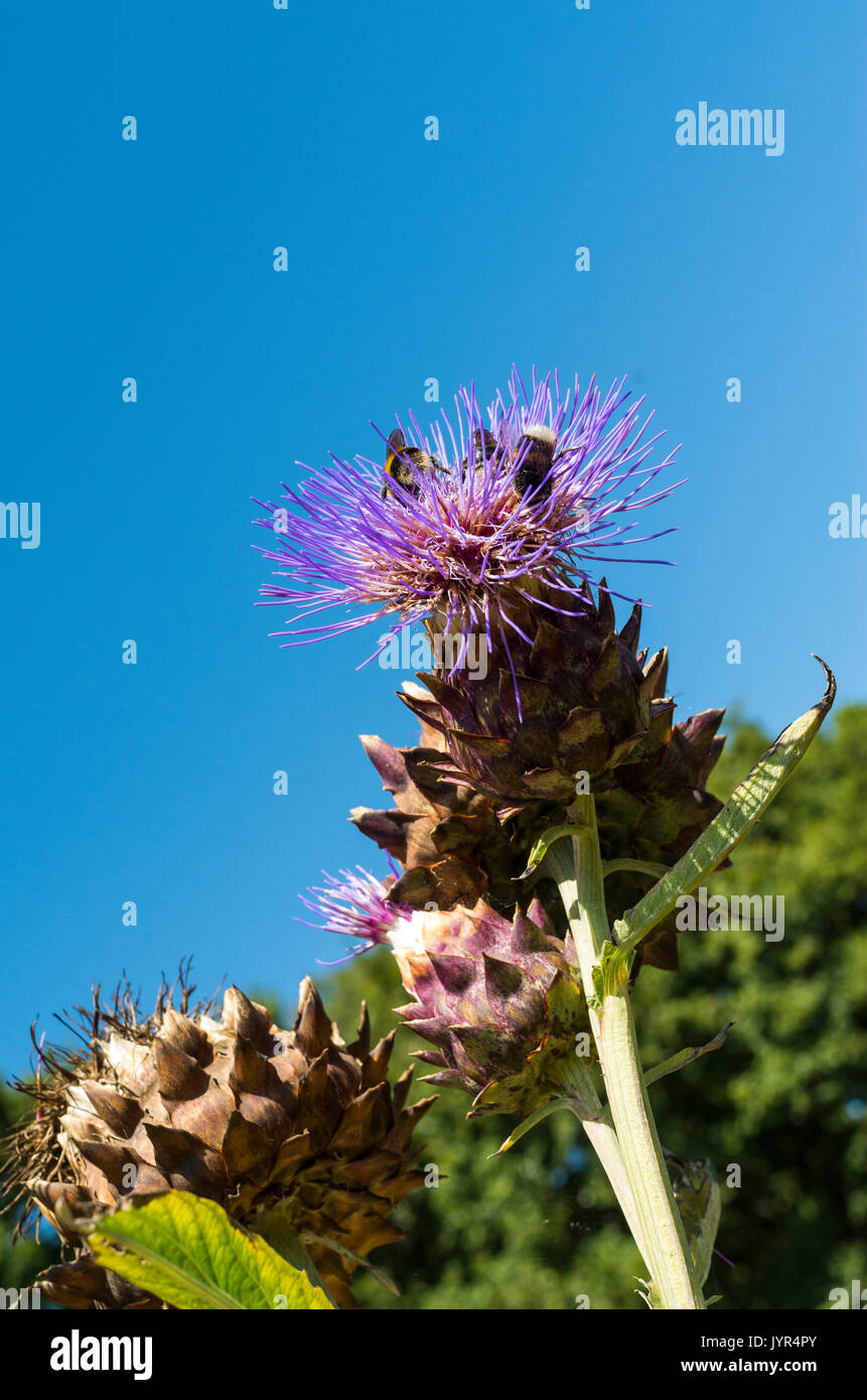 Los abejorros recogiendo polen de la flor de una planta de cardo (Cynara  cardunculus) o Cynara scolymus Alcachofa o cardo Alcachofas Fotografía de  stock - Alamy