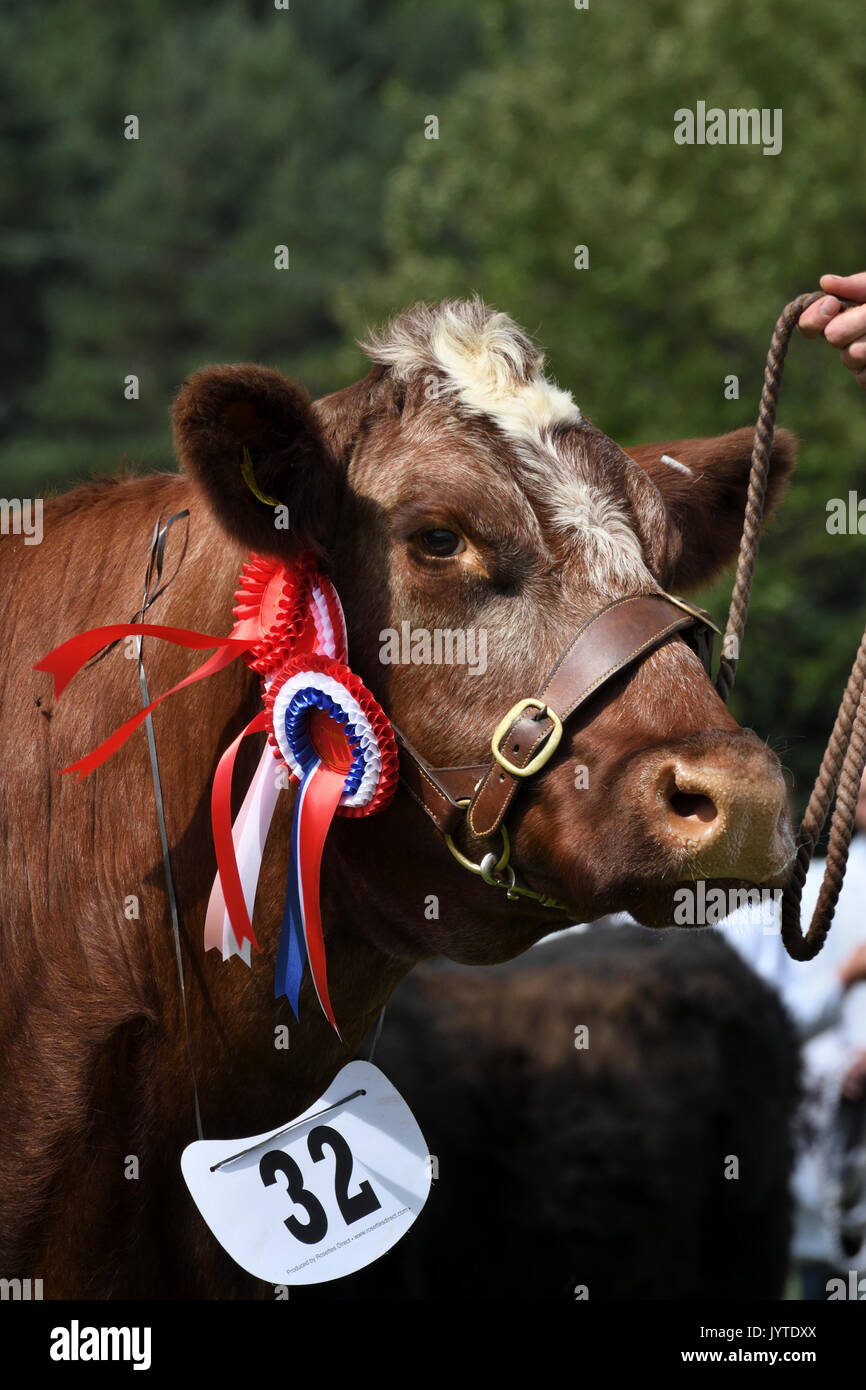 Ganador del premio ganado;grantown mostrar;agosto 2017;moray;Parque Nacional de Cairngorms;highlands;Escocia Foto de stock