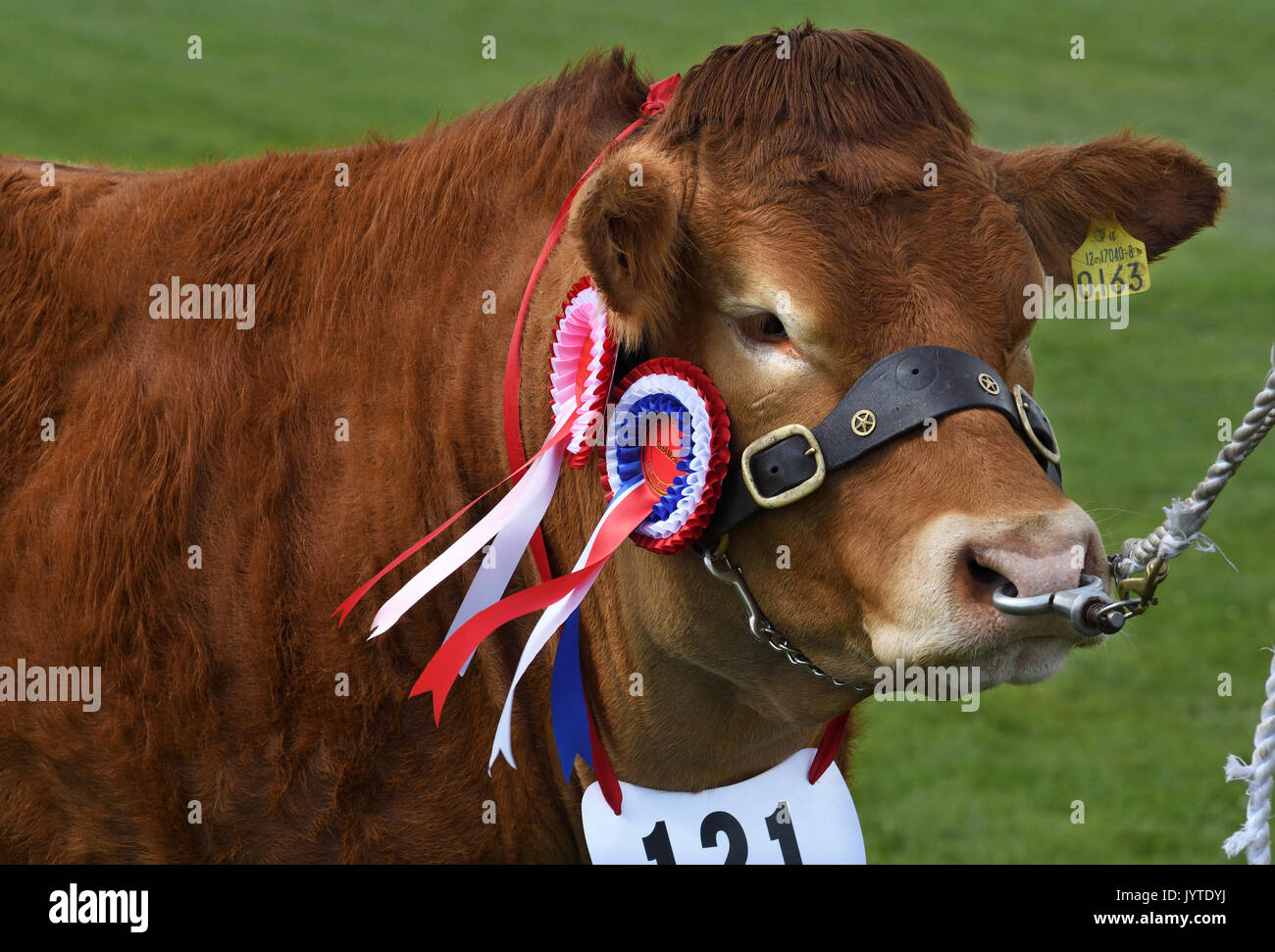 Ganador del premio ganado;grantown mostrar;agosto 2017;moray;Parque Nacional de Cairngorms;highlands;Escocia Foto de stock